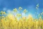 Placeholder: blue sky for top half, across Middle is canola flowers with canola stems branches and leaves below, realistic