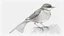 Placeholder: Detailed drawing of a bird on a white background