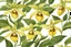 Placeholder: yellow lady slipper flower centeredon a white background