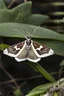 Placeholder: Shark / moth hybrid