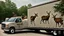 Placeholder: 3 deer that look like Mafia Goons take charge at the moving truck company corporate complex using Human like Mafia tactics brute force