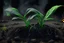 Placeholder: biochar into plants