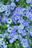 Placeholder: a bunch of blue flowers with green leaves, a digital rendering by Kanzan Shimomura, cgsociety, photorealism, rendered in maya, daz3d, photorealistic