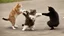 Placeholder: funny fighting cats