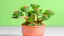 Placeholder: cute mini Kalanchoe plant in a pot, pastel background, depth of field f2.8 3.5, 50mm lens