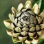 Placeholder: A photo of an artichoke mixed with a lizard