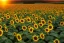 Placeholder: Soak in the beauty of a sunflower field at sunset, with rows upon rows of golden blooms stretching out before you