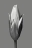 Placeholder: a tulip using multiple shades of grey