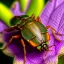 Placeholder: a man-faced_stink_bug, Catacanthus_incarnatus macro HDR photo