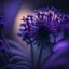 Placeholder: high lighting, nature, plants, wildflower, intricate, 8k, macro photography,purple tones,