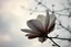 Placeholder: Melancholic, ultra-realistic vintage photograph of a The magnolia, soft light of a cloudy sky, atmosphere of quiet sadness and timeless beauty, cinematic, hyper-detailed, emotional and mesmerizing, bloom