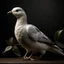 Placeholder: photorealistic dove, holding an olive branch