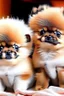 Placeholder: cute little Pomeranian puppies