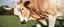 Placeholder: blind contour cow massage