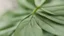 Placeholder: close up of an olive leaf