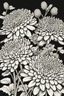 Placeholder: outline art of Chrysanthemums only black and white, no colour , White background. sketch style, clean line art, white background, no shadow and clear, no people, no colour, for book