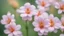 Placeholder: Nerium flowers, close-up, blurred background