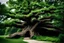 Placeholder: The Great Deku Tree from Zelda, but in real life, in Wisconsin, in the summer. Photograph.