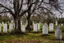 Placeholder: Creepy trees, sunny day, abandoned cemetery