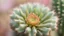 Placeholder: cactus flower,close-up, blurred background