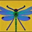 Placeholder: Damselfly detailed intricate