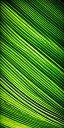 Placeholder: palm leaf's shadow, green background, texture, gold line