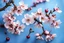 Placeholder: fantastic light pin blue background with four bunches of cherry blossoms