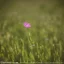 Placeholder: single long stem wildflower in a field, polaroid, tender, modern, award winning landscape photography, nature photography, r/mostbeautiful