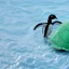 Placeholder: turtle and iceberg and penguin