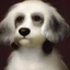 Placeholder: Portrait of a black and white Cavachon, looking to the side and smiling by Michelangelo