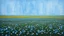 Placeholder: A dada, by Mark Rothko, and Jackson Pollock, of a wide field with thousands of blue nemophila