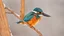 Placeholder: A kingfisher bird with vibrant blue and orange plumage perched on a snow-covered branch against a orange background