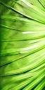 Placeholder: palm leaf's shadow, green background, texture, gold line