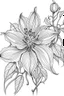 Placeholder: coloring book image of clematis