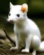 Placeholder: white weasel