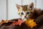 Placeholder: closeup, teacup kitten for autumn