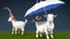 Placeholder: Goat holding a cisco branded umbrella in the AWS cloud