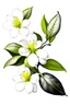 Placeholder: Tangerine blossom, Citrus blossom, citrus flower, black white drawing