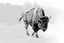 Placeholder: Bison walking towards viewer's right, on white background, fades out on the left