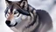 Placeholder: wolf
