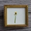 Placeholder: tiny oil painting of single long stem pressed flower, tiny white canvas, tiny modern frame, melancholy, tender, moody, vintage, delicate arrangement, beautiful composition, etsy, aesthetic layout, plain solid white background