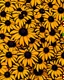 Placeholder: rudbeckia van gogh