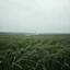 Placeholder: Melancholic, ultra-realistic photograph of a vast field swaying gently in the wind, delicate green stalks moving like waves, soft light of a cloudy sky, subtle haze in the distance, a lonely river glimmers faintly between the fields, atmosphere of quiet sadness and timeless beauty, cinematic, hyper-detailed, emotional and mesmerizing