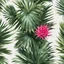 Placeholder: A bush of palm leaves with dragon fruit on a light background to remove