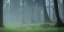 Placeholder: Deep forest with tall trees, misty, light rays, day time, flowers