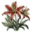 Placeholder: Western Red Lily botanical illustration on white background, natural color, vignette