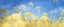 Placeholder: blue sky for top half, across Middle is canola flowers with canola stems branches and leaves below, realistic