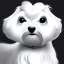 Placeholder: White Maltese dog, big eyes, short hair