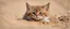 Placeholder: gremlin sand cat in burrow