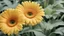 Placeholder: Yellow Gerbera Daisy